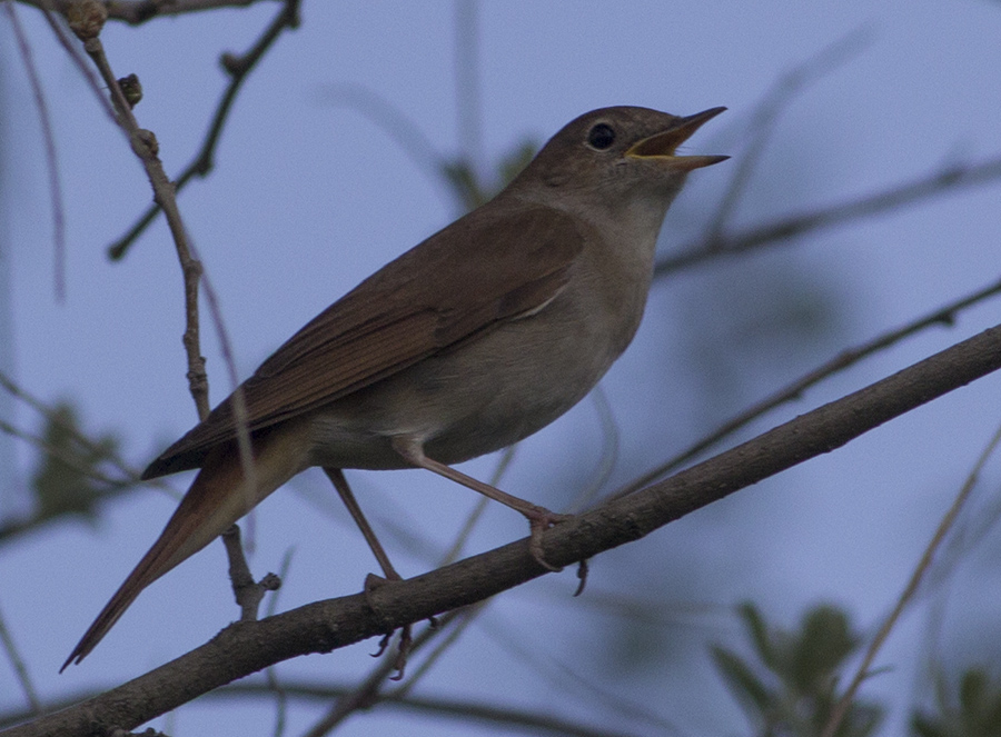 Common Nightingale