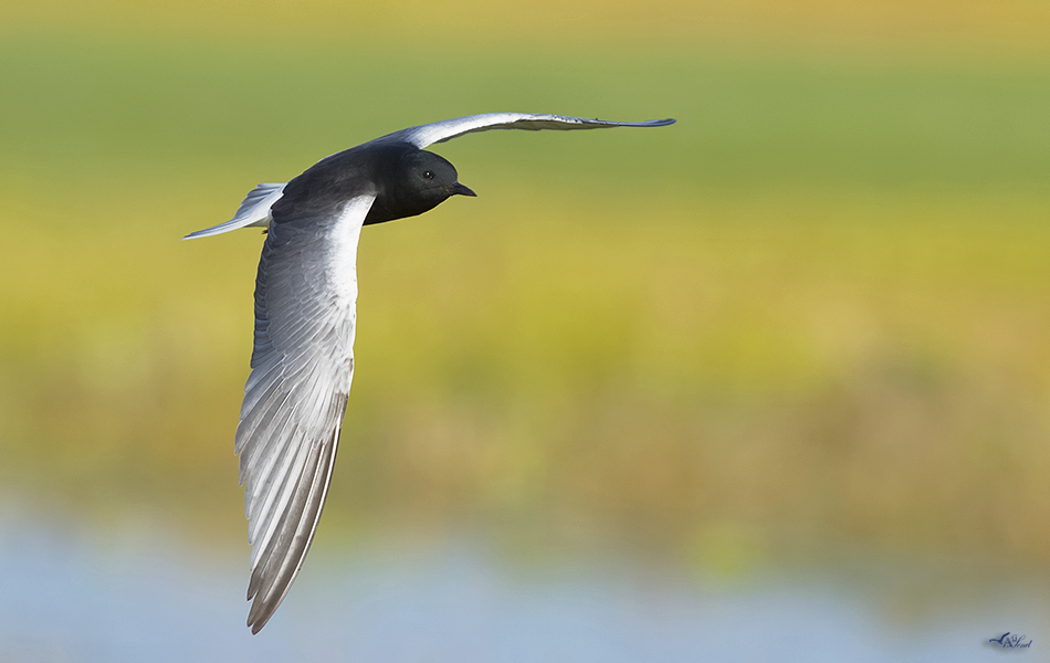 White-winged Tern