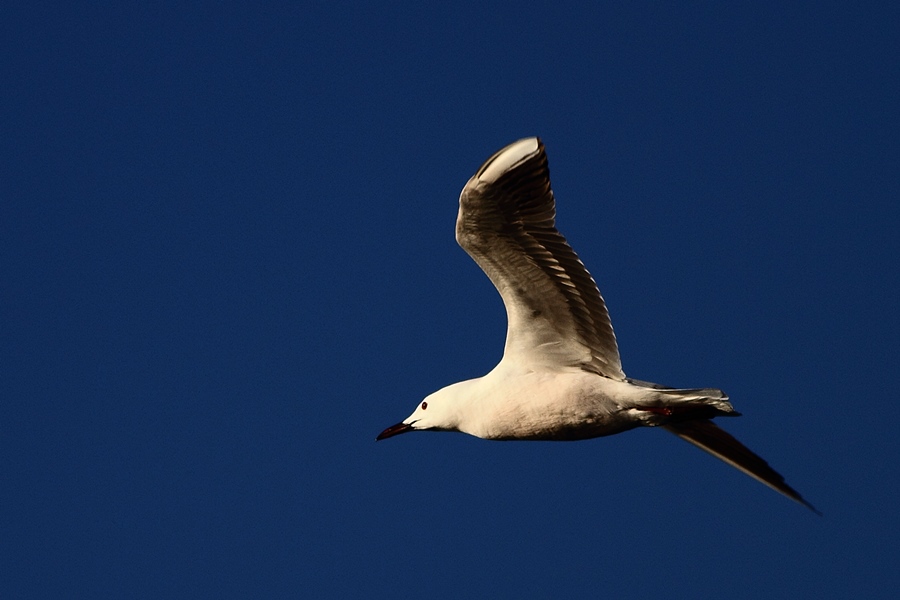 Slender-billed Gull