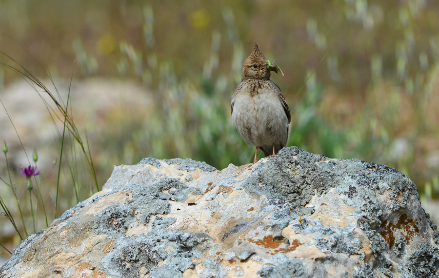 Crested Lark