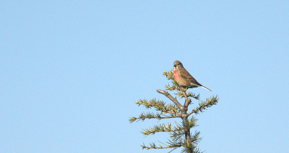 Common Linnet