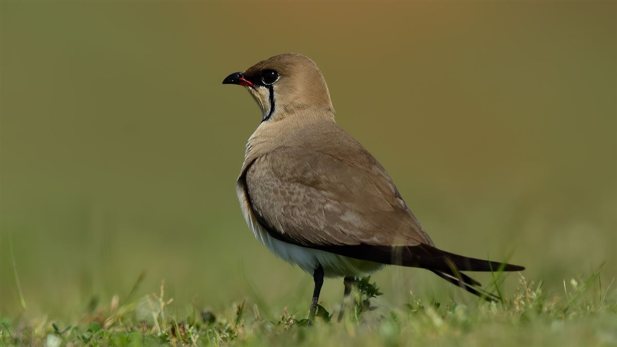 Collared Pratincole