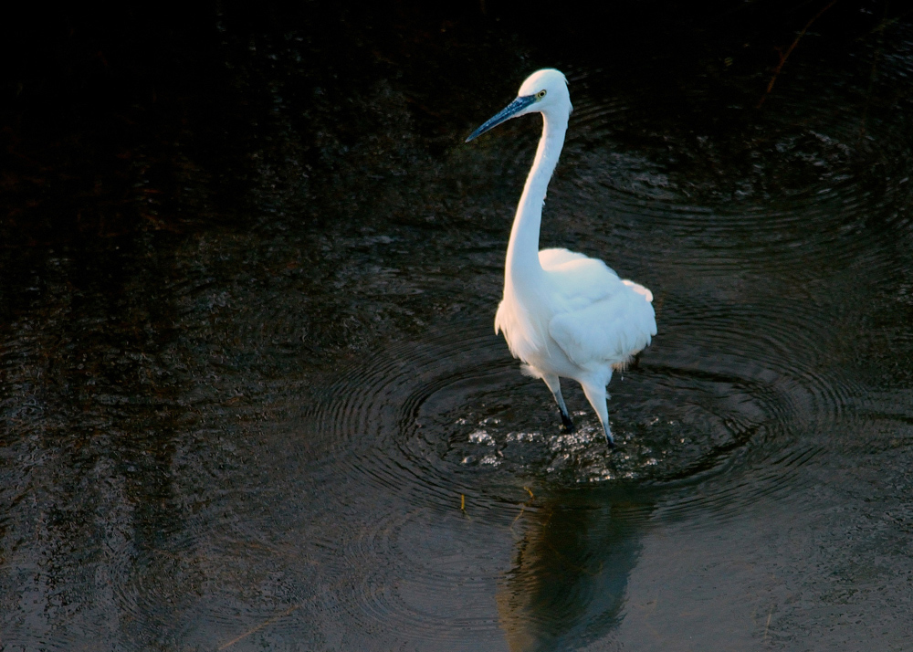 Little Egret
