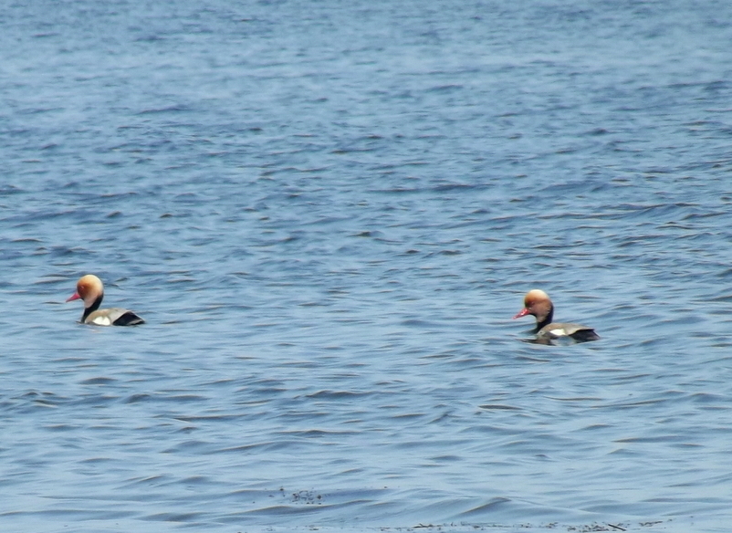Red-crested Pochard