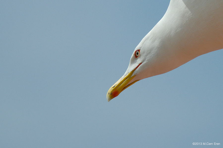 Yellow-legged Gull