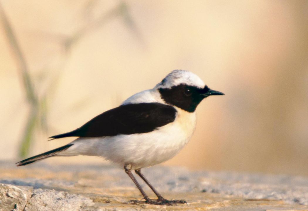 Black-eared Wheatear