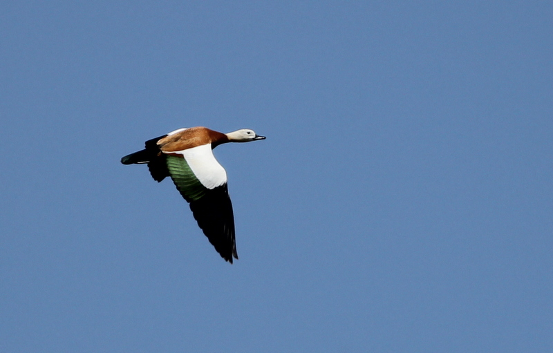 Ruddy Shelduck