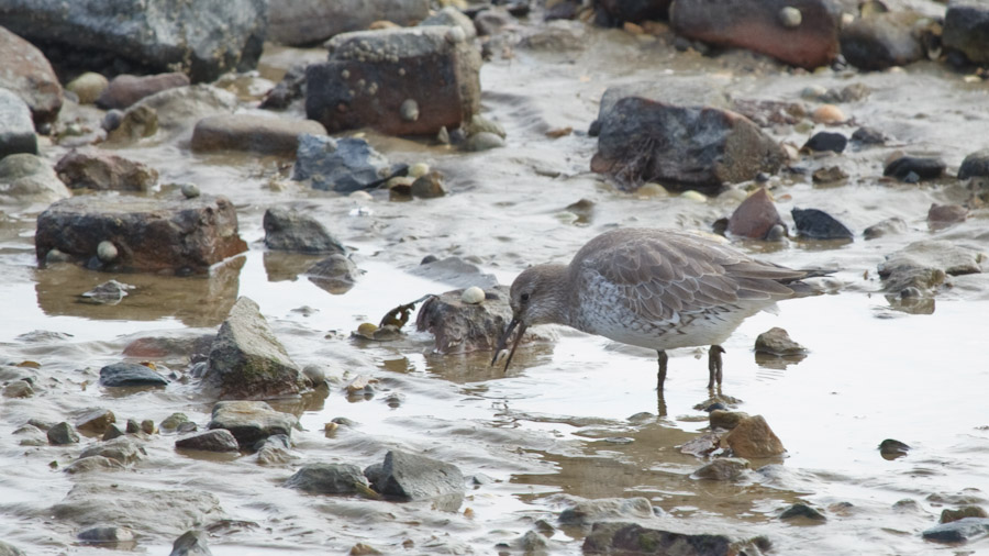 Red Knot