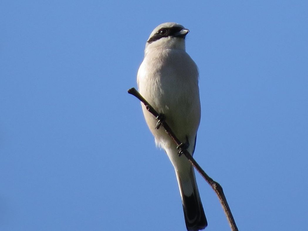 Red-backed Shrike