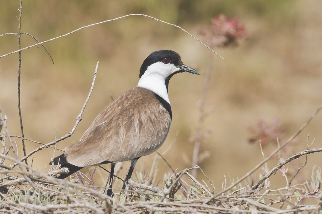 Spur-winged Lapwing