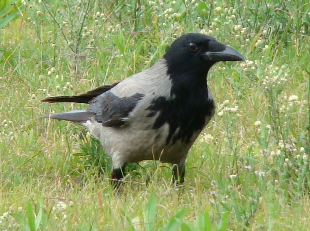 Hooded Crow