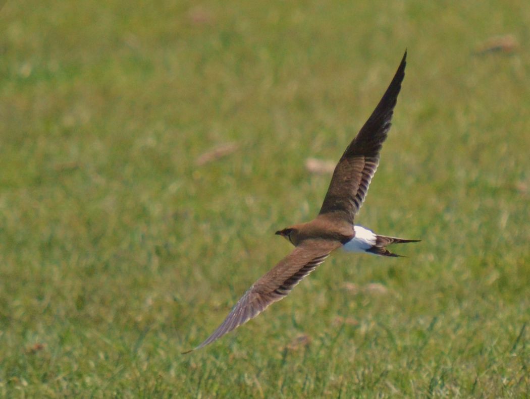 Collared Pratincole