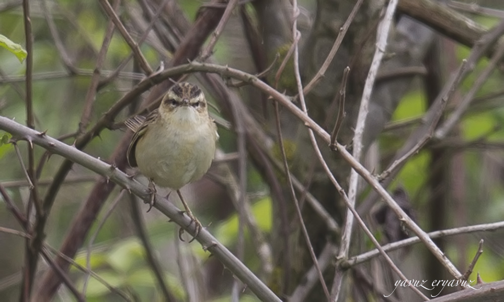Sedge Warbler