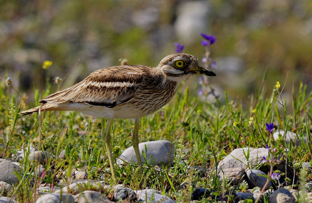 Eurasian Stone-curlew