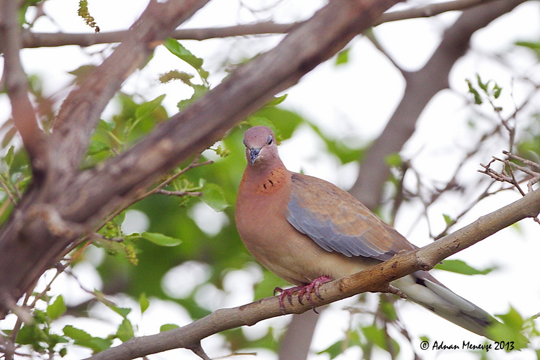 Laughing Dove