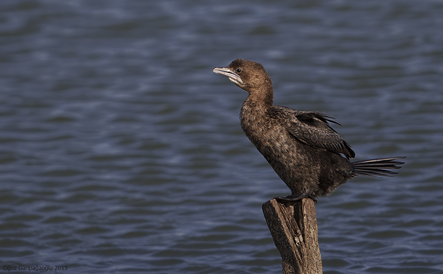 Pygmy Cormorant