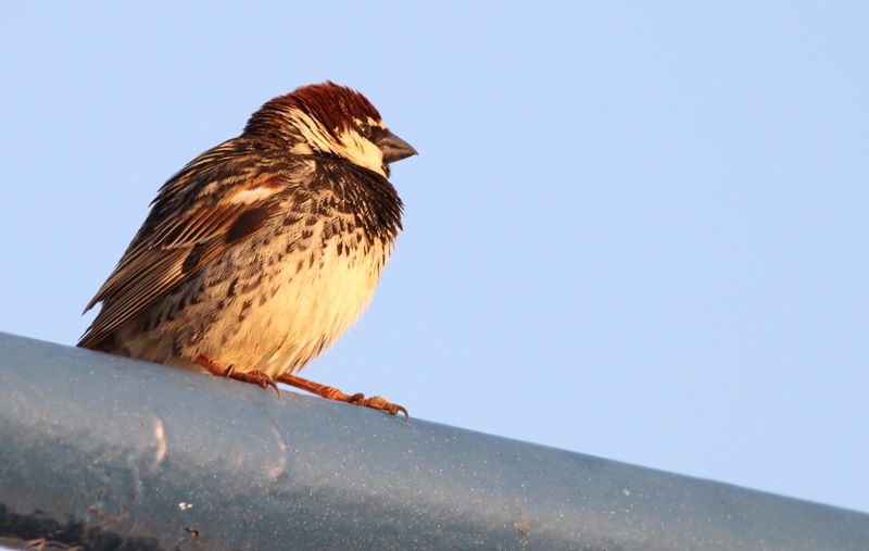 Spanish Sparrow