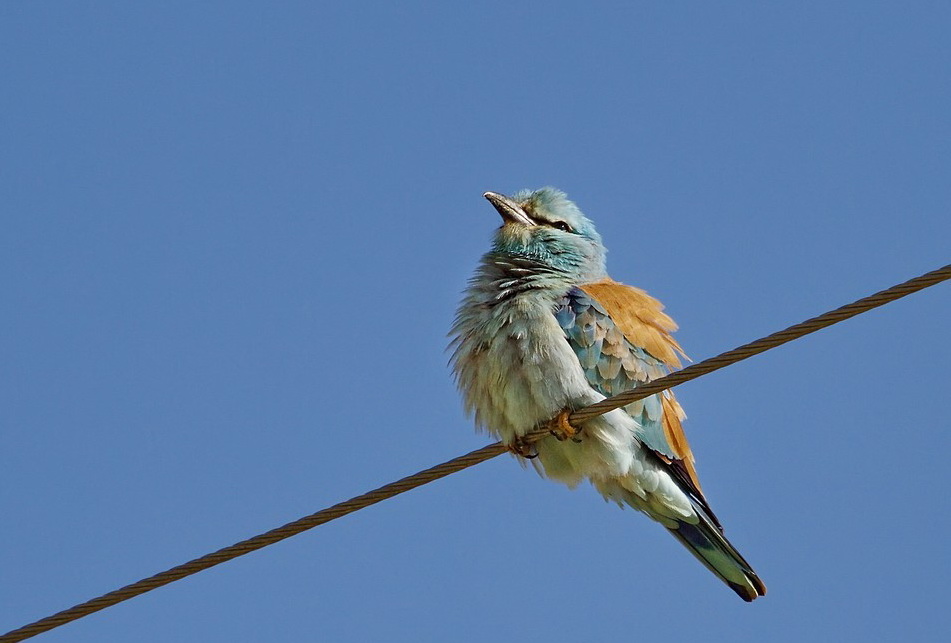 European Roller