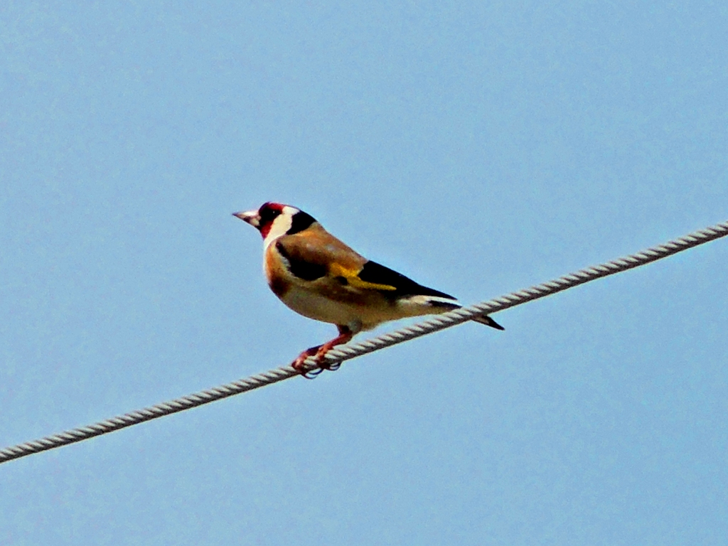 European Goldfinch