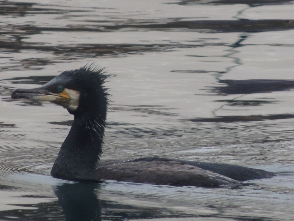 Great Cormorant
