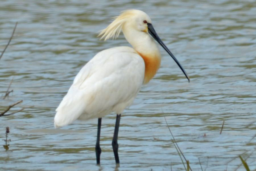 Eurasian Spoonbill