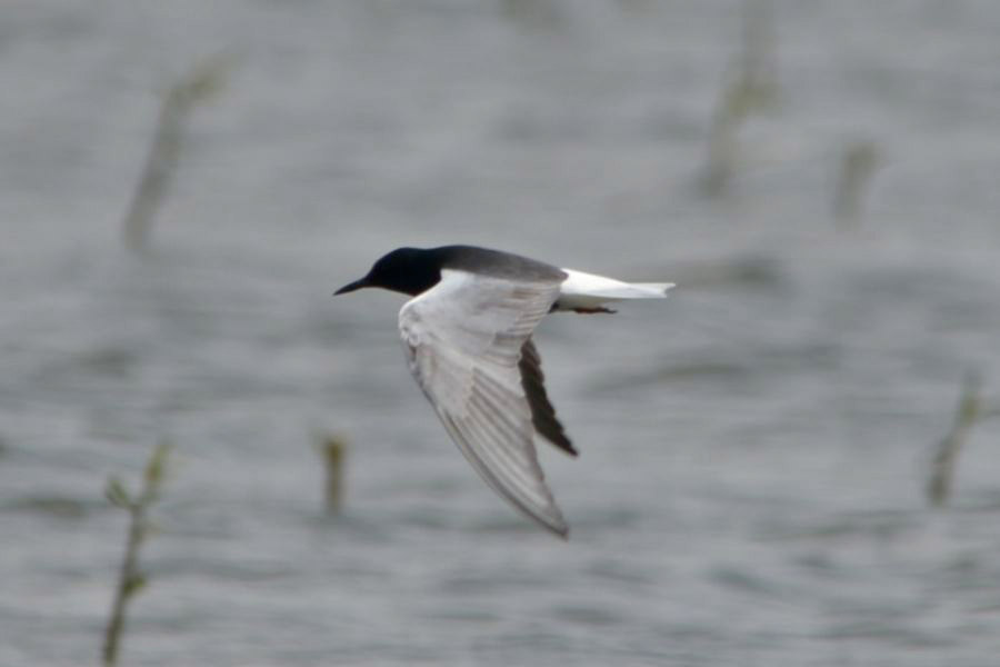 White-winged Tern