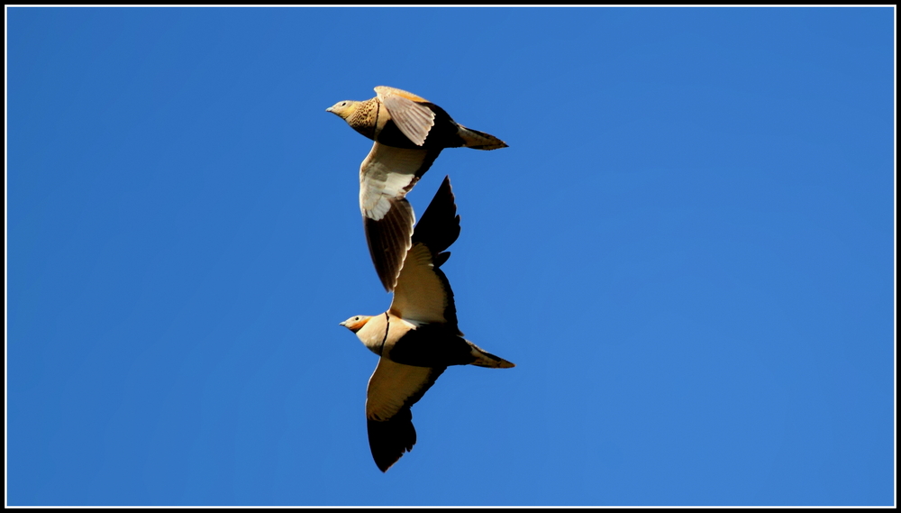 Black-bellied Sandgrouse