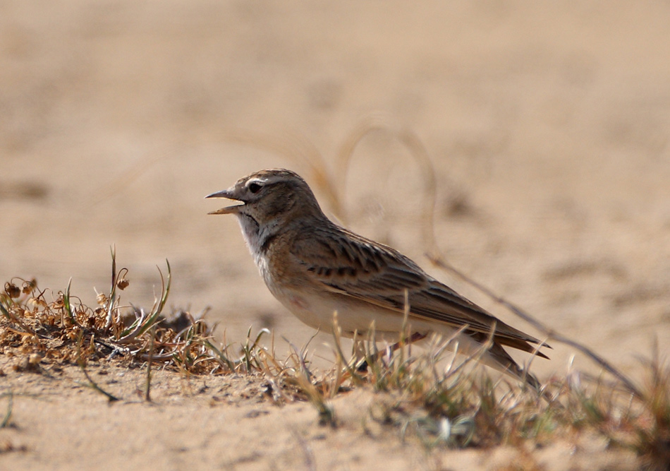 Greater Short-toed Lark