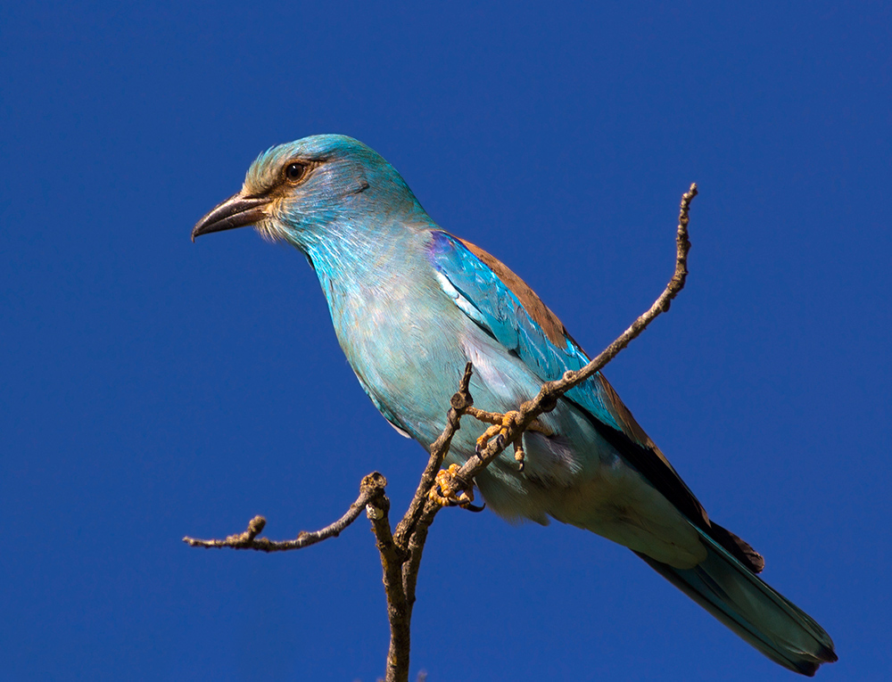 European Roller