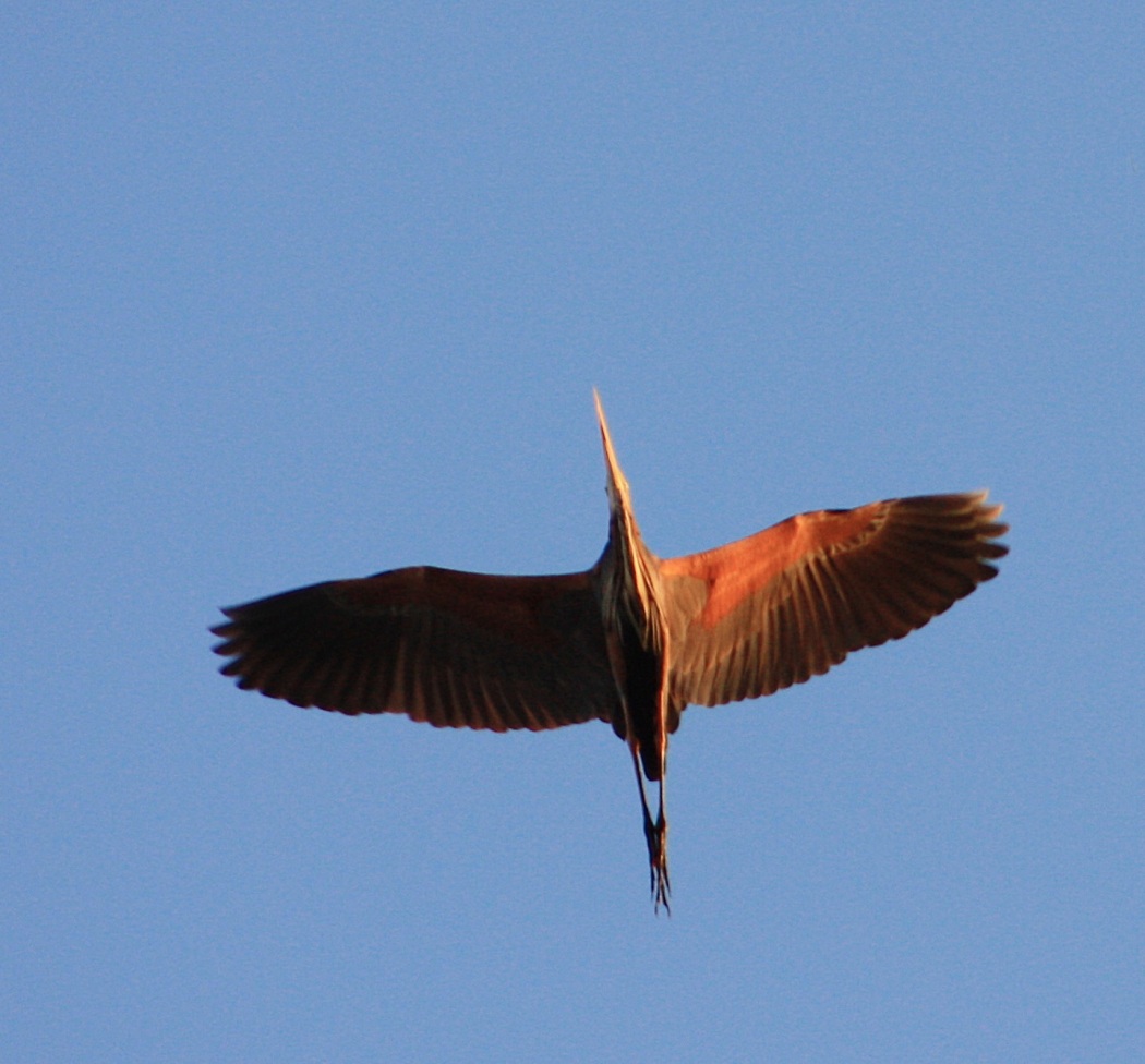 Purple Heron