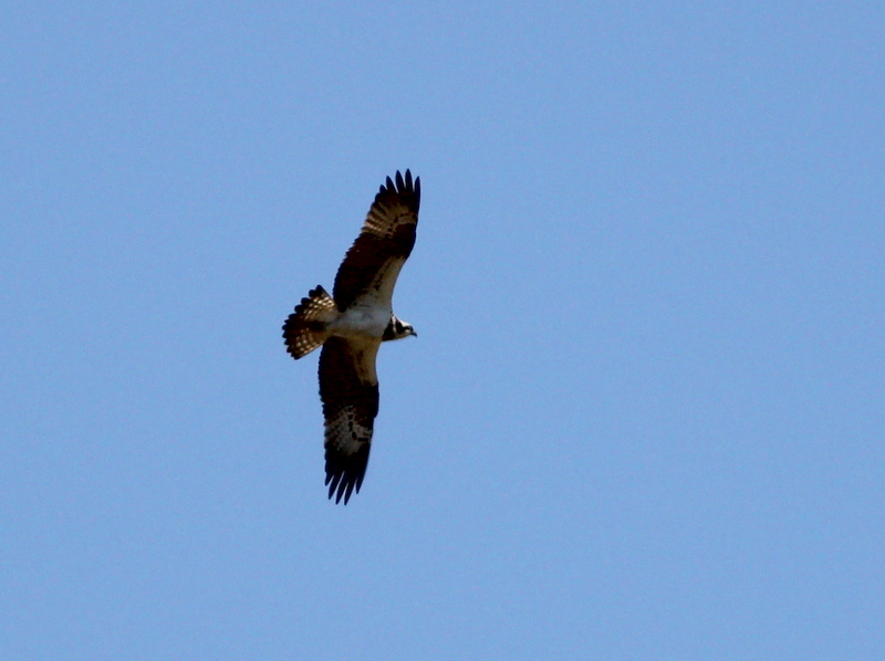 Osprey