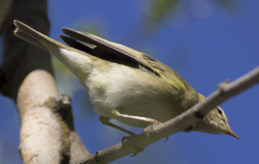 Willow Warbler