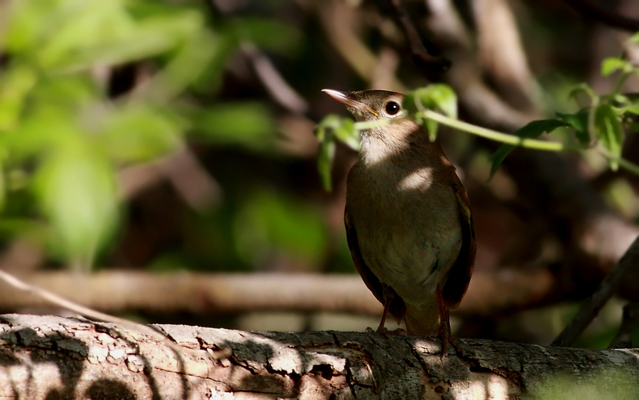 Common Nightingale