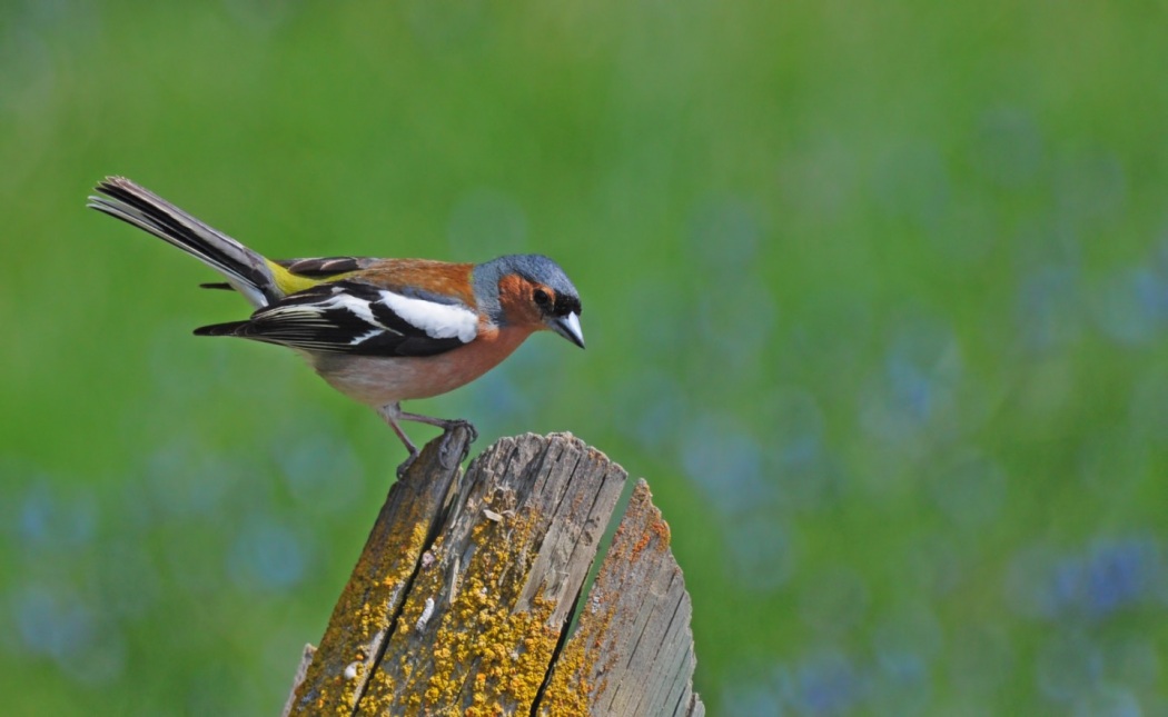 Eurasian Chaffinch