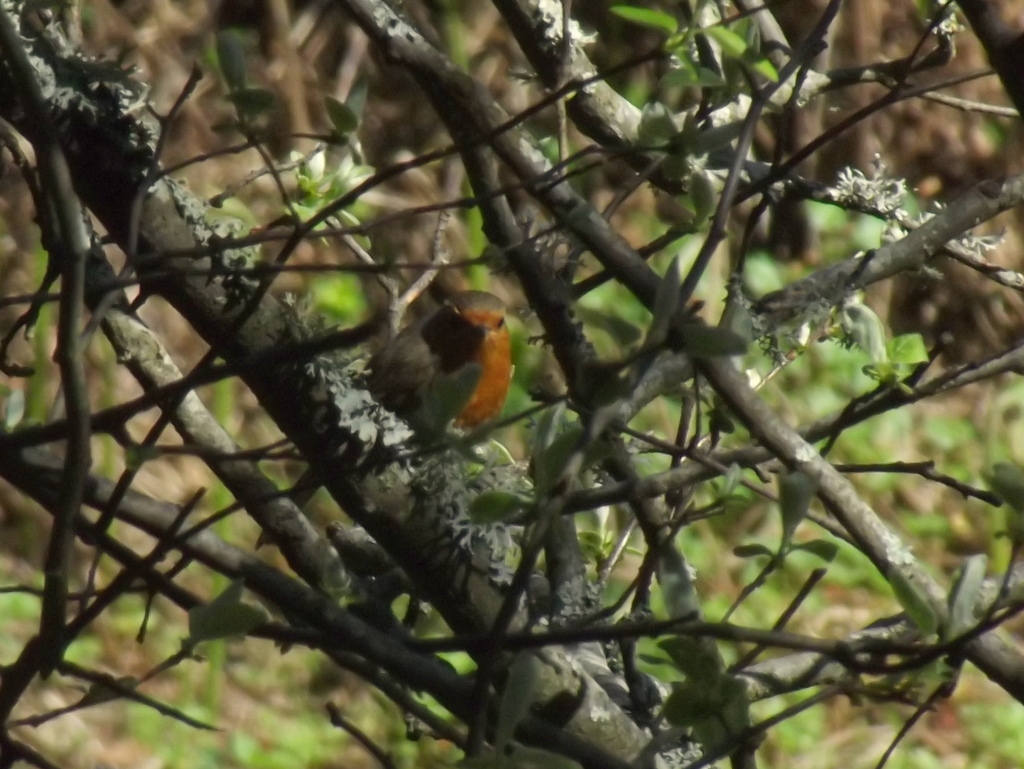 European Robin