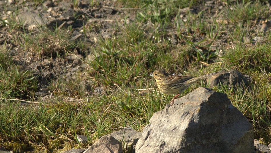 Cirl Bunting