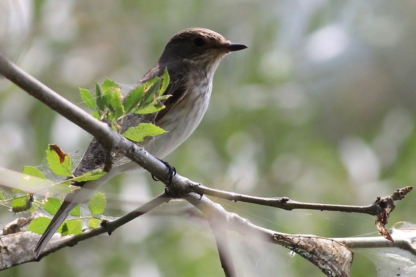 Spotted Flycatcher