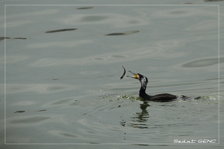Great Cormorant