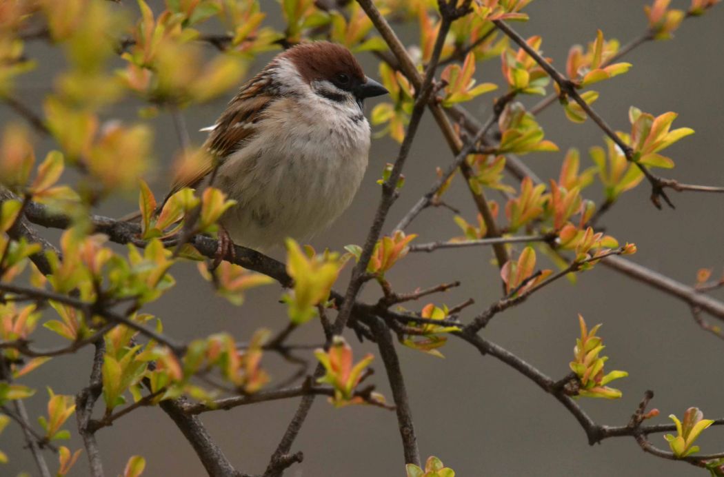 Eurasian Tree Sparrow