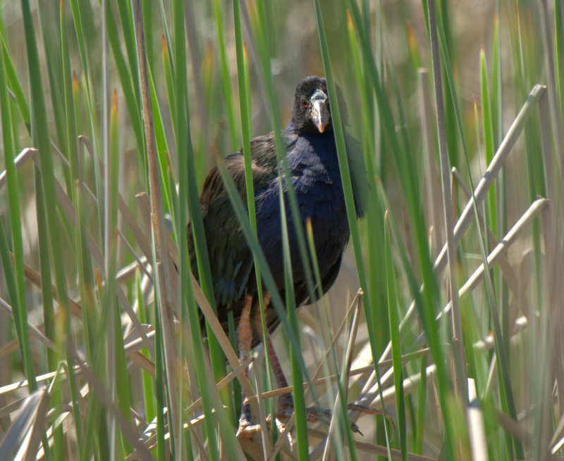 Allen`s Gallinule
