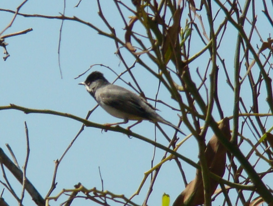Rüppell`s Warbler