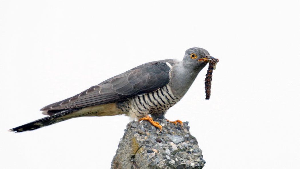 Common Cuckoo