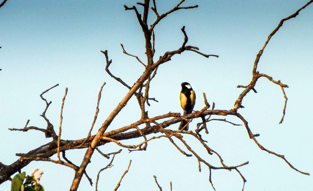Great Tit
