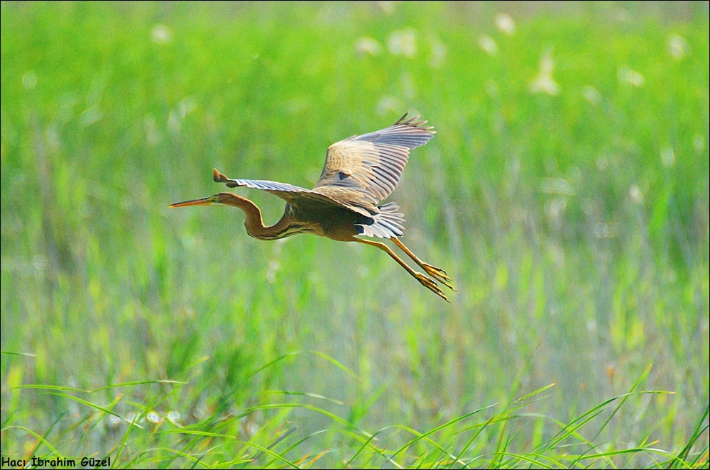 Purple Heron