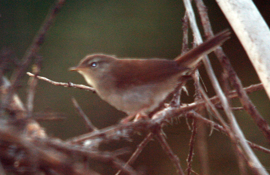 Cetti`s Warbler
