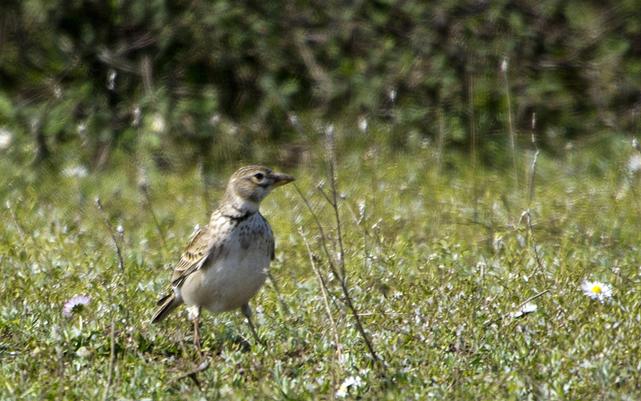 Calandra Lark
