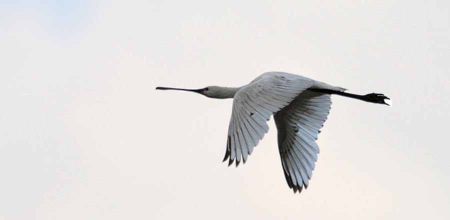 Eurasian Spoonbill