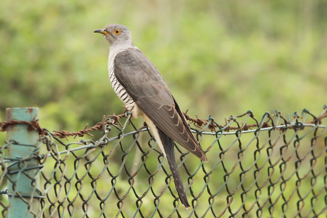 Common Cuckoo