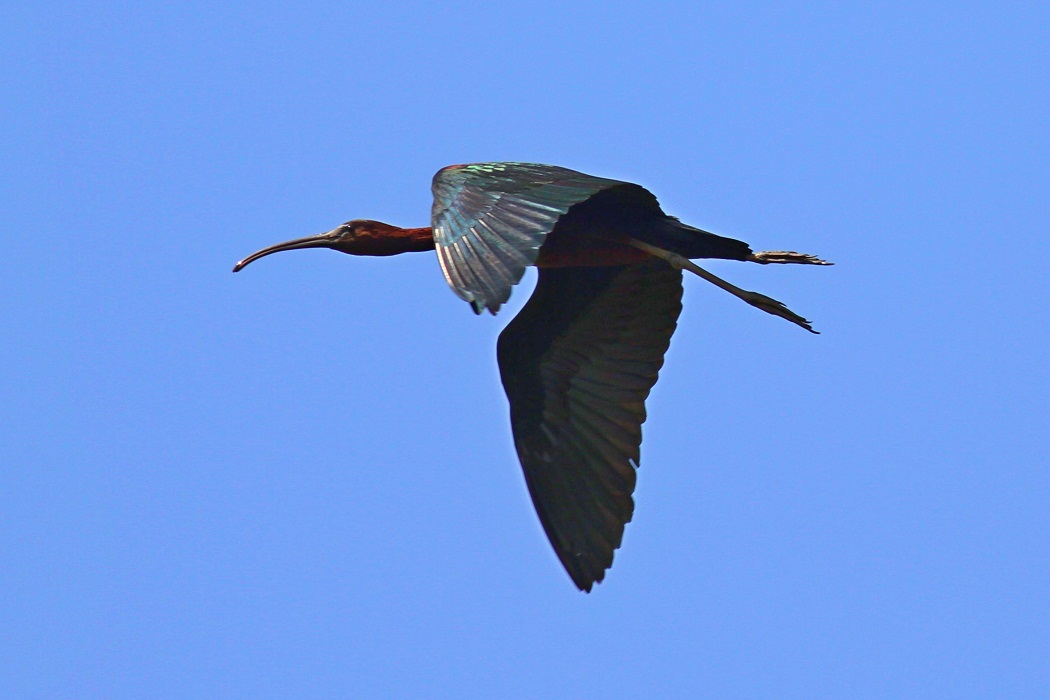 Glossy Ibis