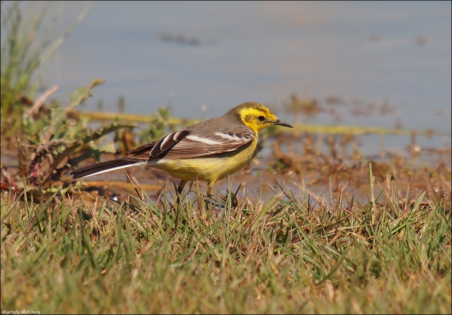 Citrine Wagtail